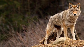 Coyote, Track identification, Wildlife footprints, Nature's clues HD wallpaper