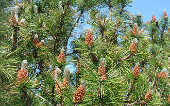 New Pine Cones, cones, pine, Latvia, spring, tree HD wallpaper