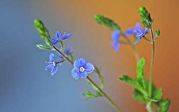 Grass, Background, Leaves, Macro, Petals, Greens HD wallpaper