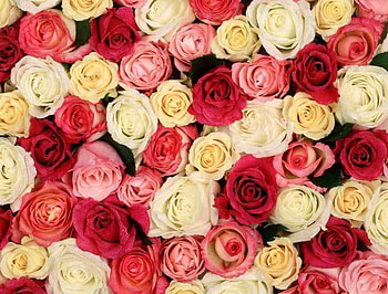fragrant roses, fragrant, flowers, roses HD wallpaper