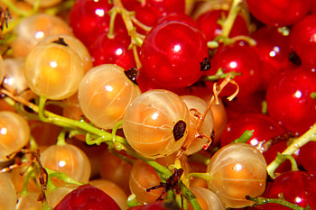 Berries, White currants, Blackberry, CC by license HD wallpaper