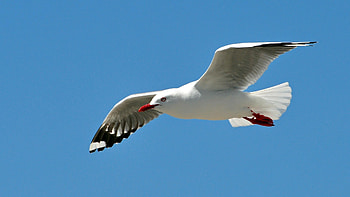 Seagull, Birds, Flight, Blue HD wallpaper