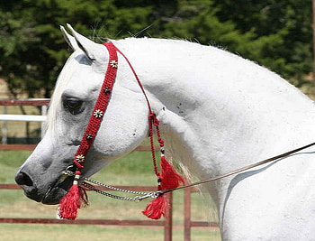 Champion white, horse, white, stallion, field, strong, champion HD wallpaper