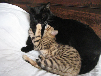 Black Cat and Bengal, black cat, bengal cat HD wallpaper