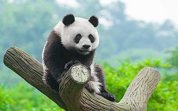 Panda Anime PC HD wallpaper