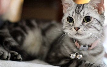 Animals, Kitty, Kitten, To Lie Down, Lie, Muzzle, Collar HD wallpaper