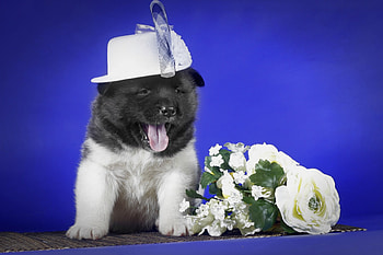 * Dog *, dog, animal, dogs, animals HD wallpaper