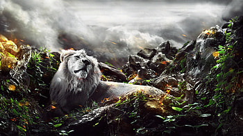 Jungle Lion Creative, jungle, lion, king, creative HD wallpaper