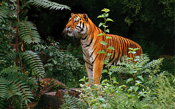Animals, Tigers HD wallpaper