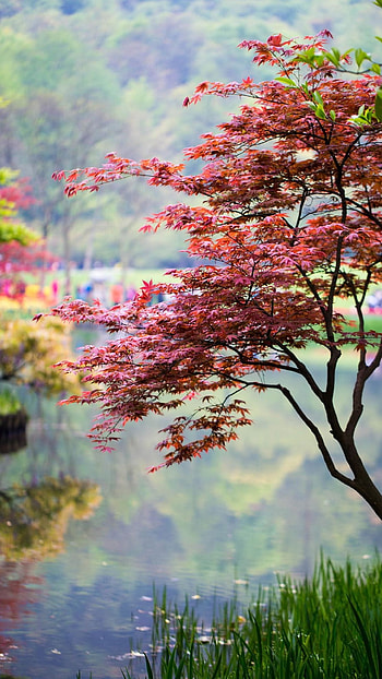 Beautiful Nature, Spring Tree HD phone wallpaper