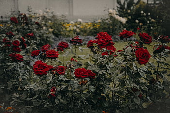 Lush red roses flourishing in a vibrant outdoor garden setting. HD wallpaper