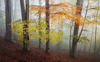 Misty Forest, trees, mist, autumn, forest HD wallpaper