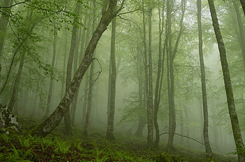 Nature, Fern, Forest, Trunks, Haze HD wallpaper