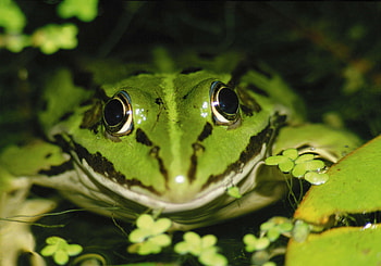 Animals, Water, Frog, Duckweed HD wallpaper