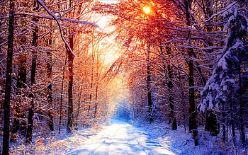 SUN SHINING ON SNOW, gorgeous, beautiful, scene, scenic HD wallpaper