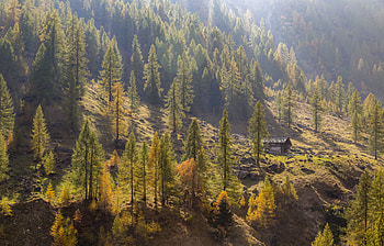 Piedmont nature, Autumn trees, Spruce landscape, Italian scenery HD wallpaper