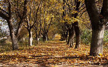 Nature, Trees, Autumn, Leaf Fall, Fall, Path, Trunks, Trail, Rows, Ranks, October, Withering HD wallpaper