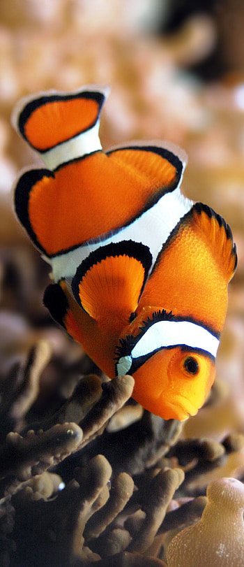 Clown Fish, Oceanic wonders, Deep sea exploration, Marine mammal species HD phone wallpaper