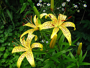 Plants, Flowers HD wallpaper