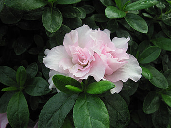 seasonal celebrations with flowers 32, graphy, Flowers, garden, leaf, greeen, Pink HD wallpaper