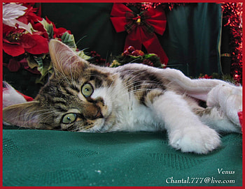 Waiting for Xmas, animal, kitten, holiday, christmas, cat HD wallpaper