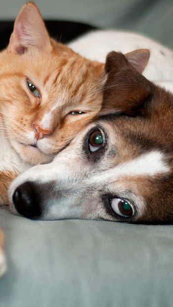 Cat And Dog, Lazy Dog, Lazy Cat, animals HD phone wallpaper