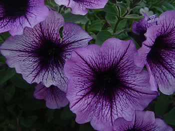 Plants, Flowers, Bindweed HD wallpaper