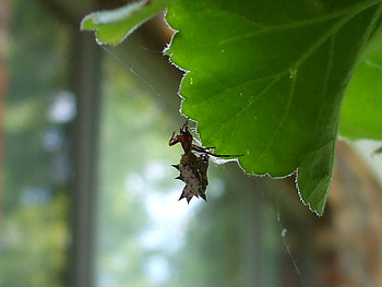 Horned Spider, summer, bugs, leaf, spider, nature HD wallpaper