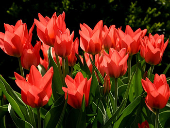 Flowers, Tulips, Greens, Disbanded, Loose HD wallpaper