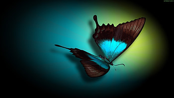 Butterflies, Insects HD wallpaper