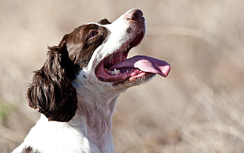 Animals, Dog, Muzzle, Spotted, Spotty, Protruding Tongue, Tongue Stuck Out HD wallpaper