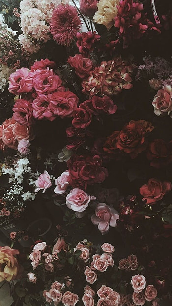 Flowers Aesthetic, Roses HD phone wallpaper