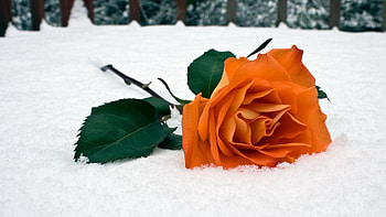 Winter, Flowers, Leaves, Snow, Flower, Rose Flower, Rose HD wallpaper