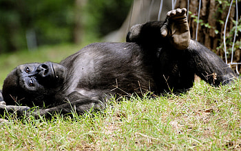 Animals, Grass, To Lie Down, Lie, Gorilla, Monkey HD wallpaper