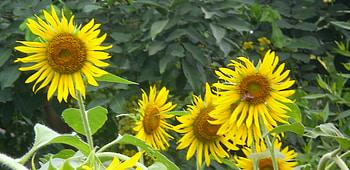 Sunflowers, nature, flowers HD wallpaper
