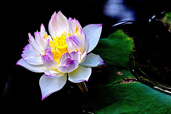 WHITE LOTUS, leaves, flower, beautiful, nature, macro, lotus HD wallpaper
