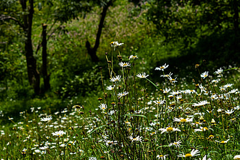 Daisy season HD wallpaper