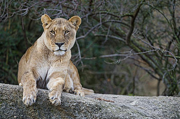 Animals, To Lie Down, Lie, Muzzle, Lion, Lioness HD wallpaper