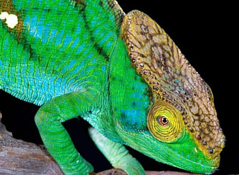 Lizard Closeup, closeup, green lizard, tree branch HD wallpaper