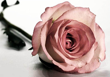 Pink rose, pink, nature, flowers, roses HD wallpaper