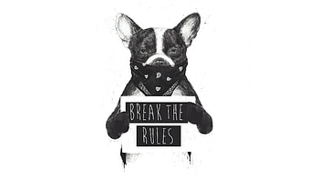 Rebel Dog , dog, artist, artwork, digital-art HD wallpaper