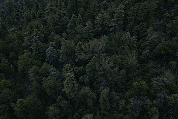 Nature, Trees, View From Above, Dark, Forest HD wallpaper