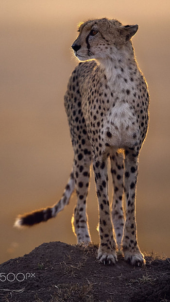 Cheetah, Big, Cat HD phone wallpaper