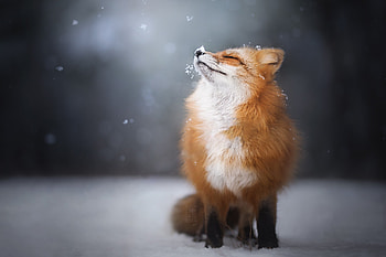 Fox Enjoying Snowfall, fox, animals HD wallpaper