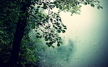 Calming rain, rainfall, Nature's tears, Tranquil backgrounds HD wallpaper