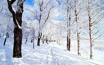 Landscape, Winter, Trees, Roads, Snow HD wallpaper