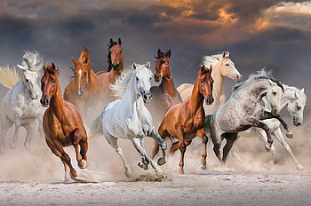 Desert Horses, sand, animals, clouds, sky, dark HD wallpaper