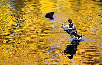 Animals, Birds, Ducks HD wallpaper
