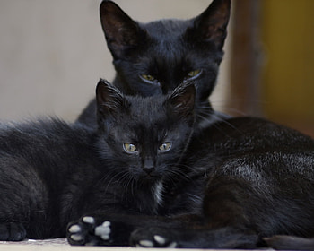 Black Kittens, animal, kitten, black, family, cat, look HD wallpaper