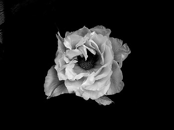 POPPY, graphy, flower, bw, nature, flowers HD wallpaper